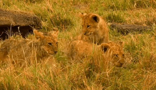 Los cachorros quedaron a salvo por esta vez de los perros. Foto: BBC Earth