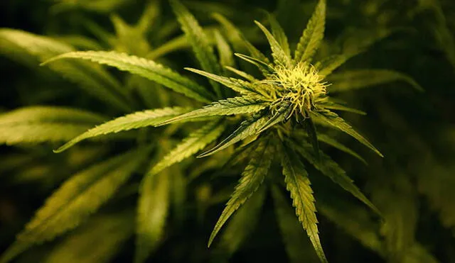 Joven con epilepsia podría recibir hasta 15 años de prisión por cultivar cannabis medicinal