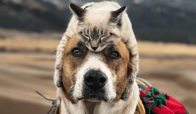 Instagram: Henry y Baloo, el perro y gato que cautivan con sus fotos viajeras
