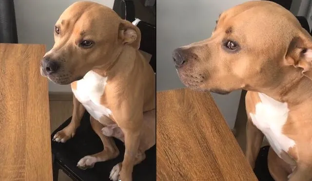 Joven llama la atención a su perro y este enamora a usuarios de redes sociales por su tierna reacción. Foto: TikTok