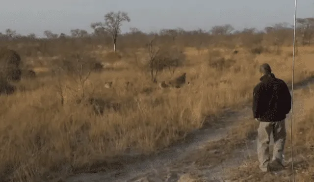 Guía de safari se pierde y termina en medio de una manada de hambrientos leones [VIDEO]