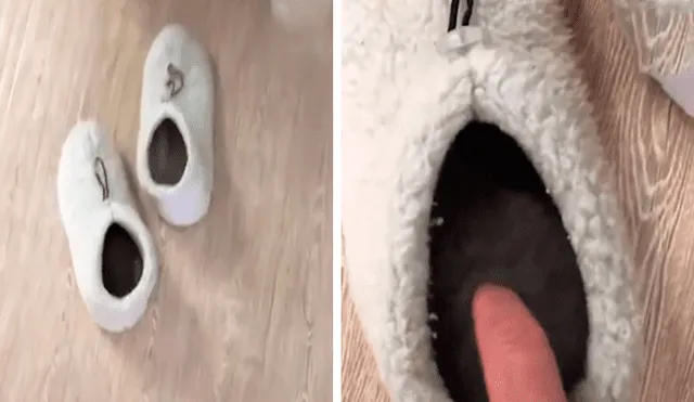 En YouTube, un joven se acercó con cuidado a su pantufla y descubrió a su tierna mascota realizando una travesura.