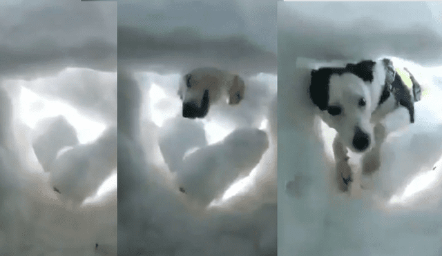 Video es viral en YouTube. El hombre sacó su celular para grabar su despedida, pero de pronto notó que alguien removía la nieve con sus ‘patitas’ y se acercaba a lamerle la cara para mantenerlo caliente. Foto: Captura.