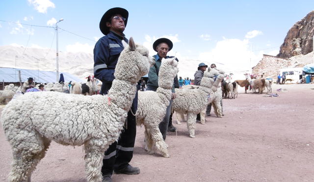 Huancavelica: Eligen los mejores ejemplares de alpacas de la comunidad de Ccarhuancho