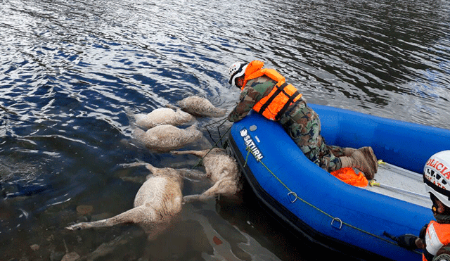 Junín: rescatan a ovejas que fueron halladas muertas en laguna de Marcapomacocha [VIDEOS] [FOTOS]