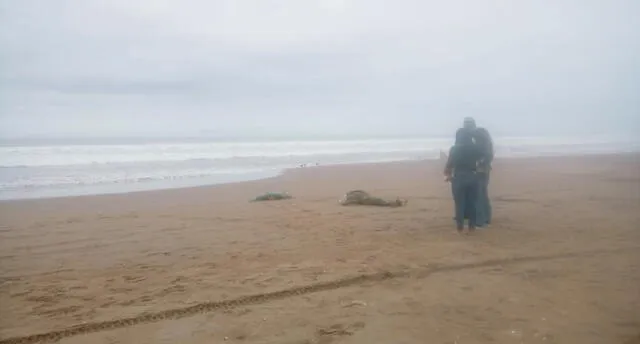 Hallan cadáver de hombre en orilla de playa Vila Vila en Tacna 