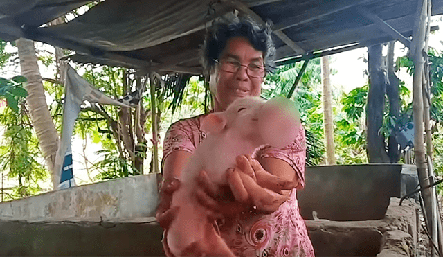 YouTube viral: cerdo nació con dos cabezas y su actual estado de salud asombra al mundo [VIDEO]