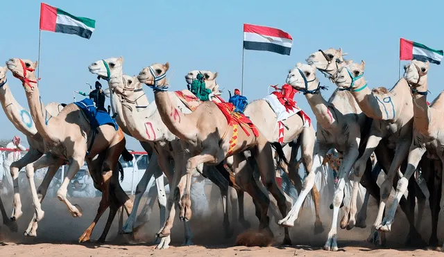 La carrera de camellos es el deporte nacional de Qatar. Foto: EFE/referencial