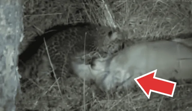 YouTube viral: miles se conmueven por increíble acto de una mamá leona que adoptó a bebé leopardo [VIDEO]