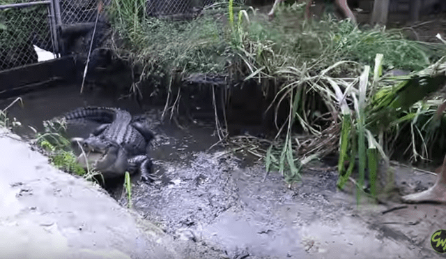 Desliza hacia la izquierda para ver el encuentro de un cuidador del zoológico con un feroz cocodrilo. Video es viral en YouTube.