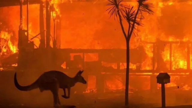 BLACKPINK: Rosé en Instagram y pide ayuda a animales afectados en incendios de Australia