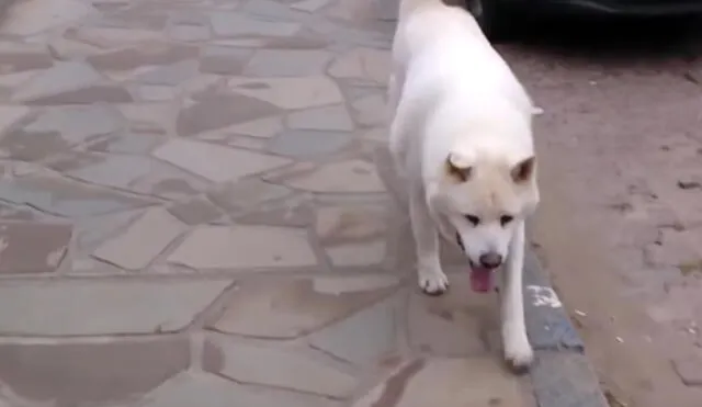 YouTube: Perro demuestra su lealtad al esperar a su dueño quien murió hace cinco años [VIDEO]