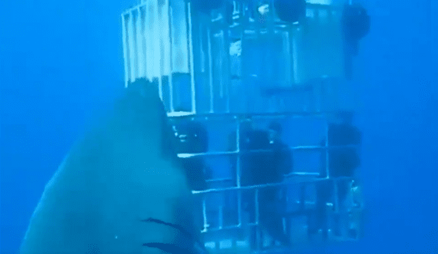 En Facebook, un video viral muestra a un enorme tiburón y buceadores.
