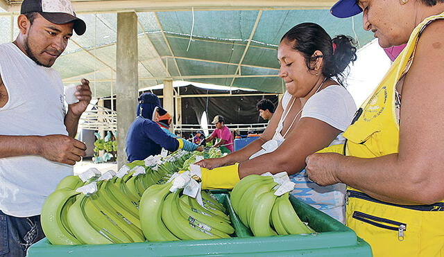 Exportan más de un millón de cajas de banano al año 