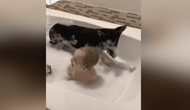 A través de Facebook se hizo viral el curioso comportamiento de un perro al ver a su dueño en un bañera.