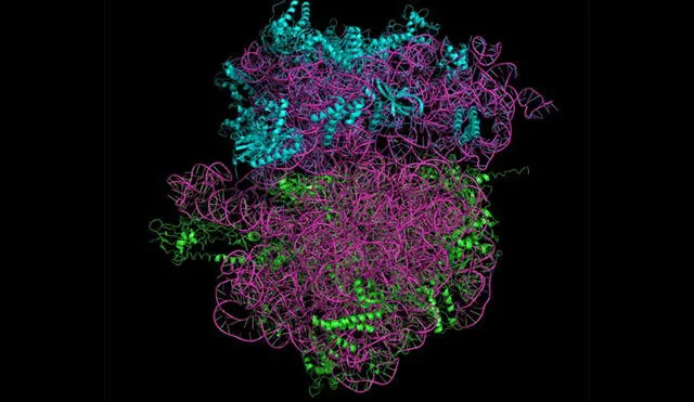 Un ribosoma formado por pliegues de proteínas. Nat. Struct, Mol. Biol. 16