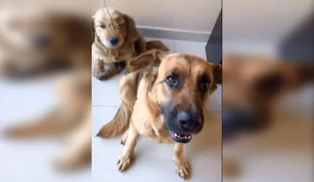 Desliza las imágenes para ver más detalles sobre este 'valiente' perro que corrió a defender a su pequeño amigo. (Foto: captura / TikTok / @leslyeojeda)