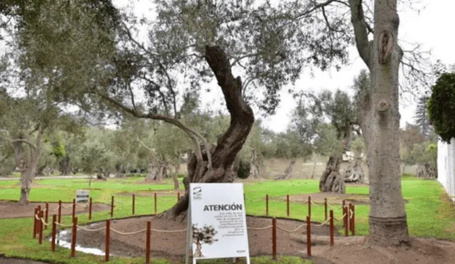El Olivar de San Isidro: Encuentran árbol plantado por San Martín de Porres hace 380 años