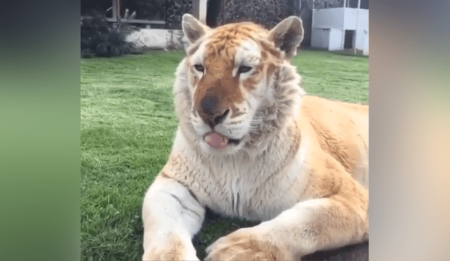 Un video viral de YouTube registró el encuentro de un hombre con un feroz tigre.
