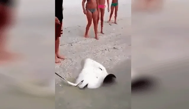 Facebook: Una manta raya da a luz en la playa y reacción de bañistas sorprende [VIDEO]