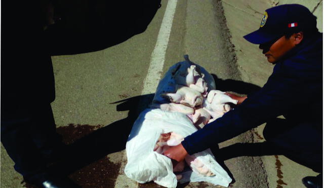 Huancavelica: Decomisan 40 unidades de carne de pollo de la maletera de un vehículo 