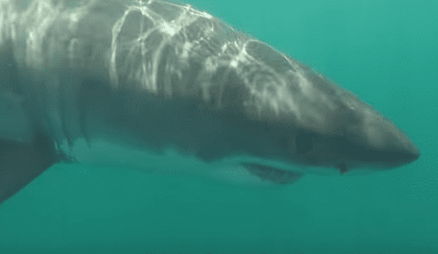 Desliza hacia la izquierda para ver el encuentro de los turistas con  enormes tiburones blancos. Video es viral en Facebook.