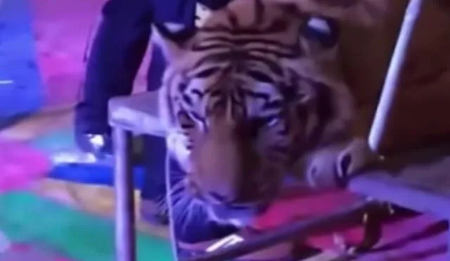 En YouTube se ve a tigre amarrado cruelmente para que pueda ser montado por visitantes