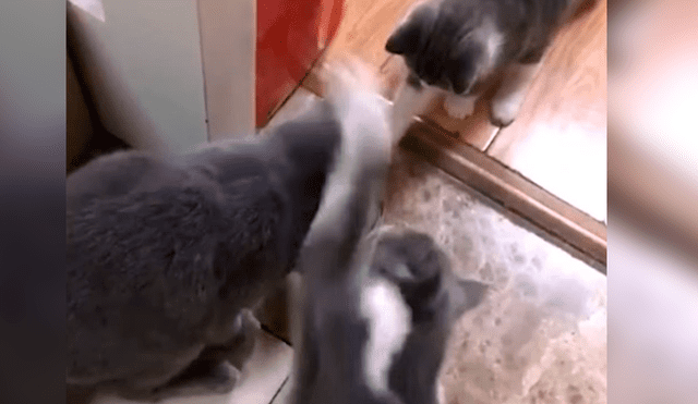 Facebook: gato envidioso es 'castigado' por la madre un crío, a quien no dejaron comer