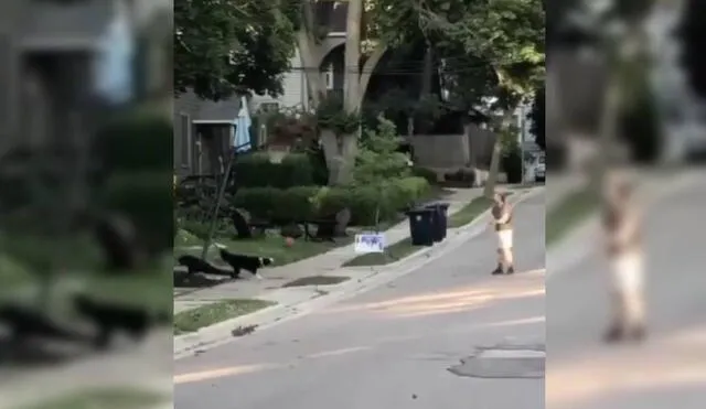 Las imágenes del perro basquetbolista se volvieron virales en el mundo. Foto: Facebook/Captura/Viva basquet