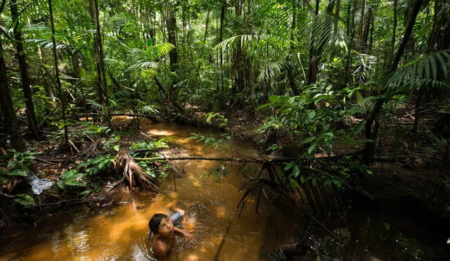 Temer rematará una enorme región del Amazonas