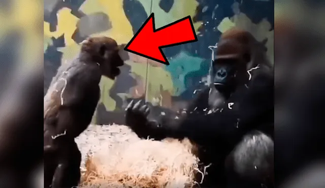 Vía Facebook. Travieso gorila no dejaba de molestar a su mamá tratando de llamar la atención sin esperar la inesperada respuesta de parte de esta