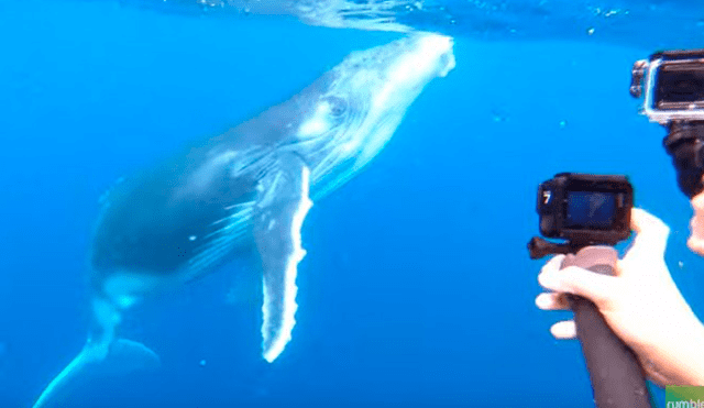 Video es viral en Facebook. Curiosos turistas se acercaron a la mamá ballena, sin imaginar que esta los sorprendería con conmovedora conducta