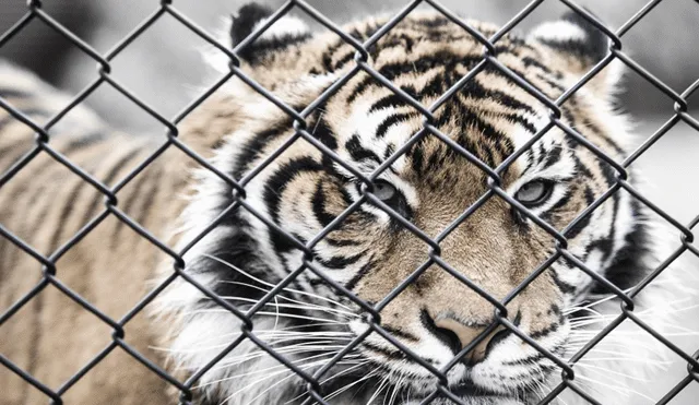 YouTube: un tigre atacó a espectadores durante un show en China [VIDEO] 