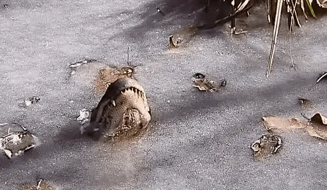 YouTube viral: Peculiar técnica de caimanes para sobrevivir al frío extremo [VIDEO]