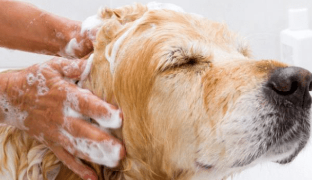 Es recomendable bañar a los perros una vez al mes. Foto: Experto Animal.