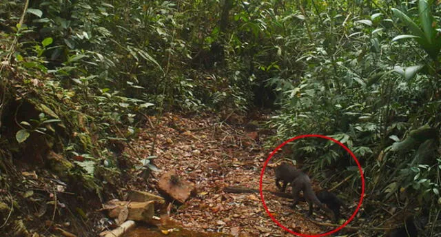 Al revisar los videos, se percataron de la presencia del yaguarundi hembra con sus dos crías. Foto: Serfor.