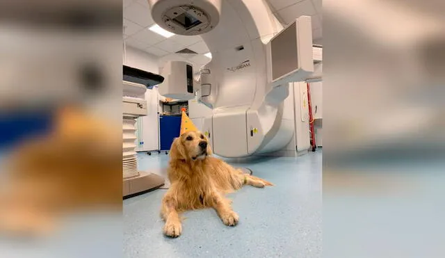 Desliza las imágenes para conocer la conmovedora historia de un perro que fue diagnosticado con tumor cerebral. Foto: YouTube