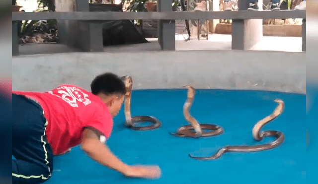 Video es viral en YouTube. Osado joven se plantó frente a las tres enormes serpientes para desafiarlas y el increíble desenlace dejó a más de uno con la boca abierta