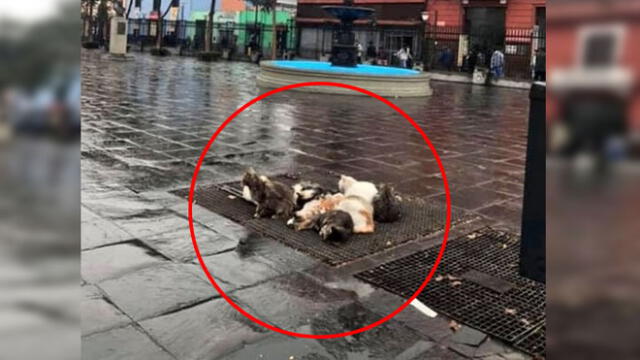 Piden ayuda para mascotas abandonadas en calles del Cercado de Lima 