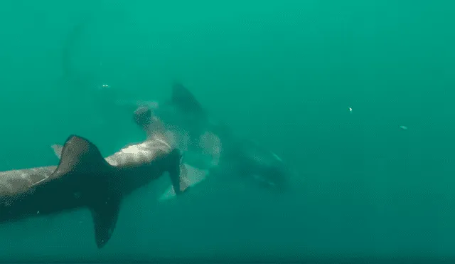 En Facebook, el video de una cámara instalada en el fondo del mar captó el instante en que dos  hambrientos tiburones se pelean a muerte por el territorio marítimo.