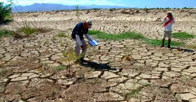 Más de 20.000 cabezas de ganado vacuno se encuentran en riesgo de morir. Foto: Difusión.