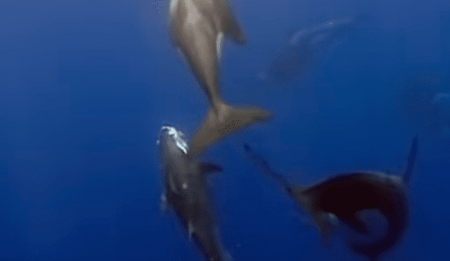 Las orcas se aprovechan de los pescadores, quienes tienen que competir con ellas por los atunes.