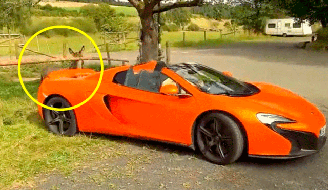 Facebook: Dueño de burro que mordisqueó un McLaren asegura que lo confundió con una “zanahoria gigante”