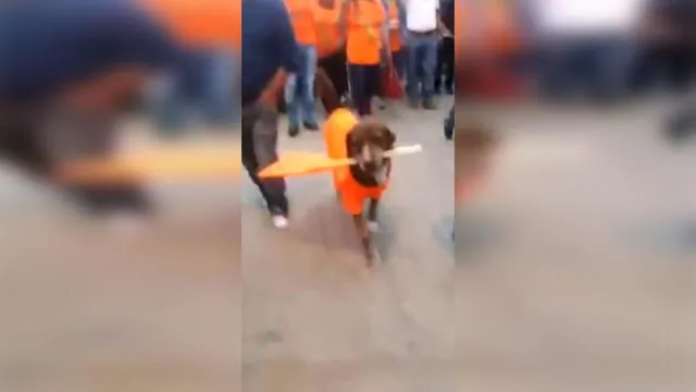 Facebook Viral: Miles de risas causó vídeo en el que perro asiste a mitin [VIDEO]