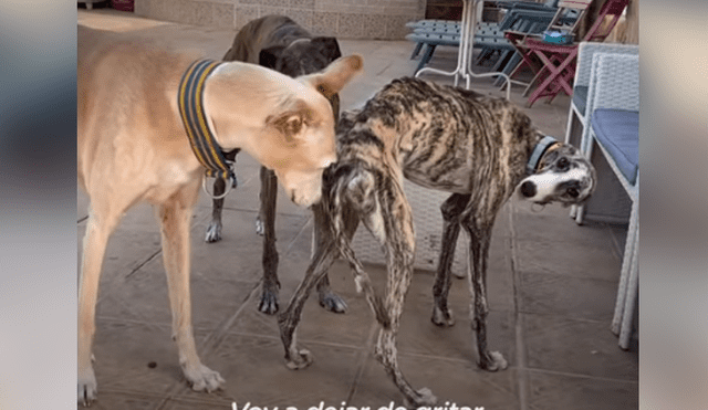 Desliza hacia la izquierda para ver la recuperación de un perro callejero que fue abandonado en deplorables condiciones. Estas imágenes se han viralizado en Facebook.