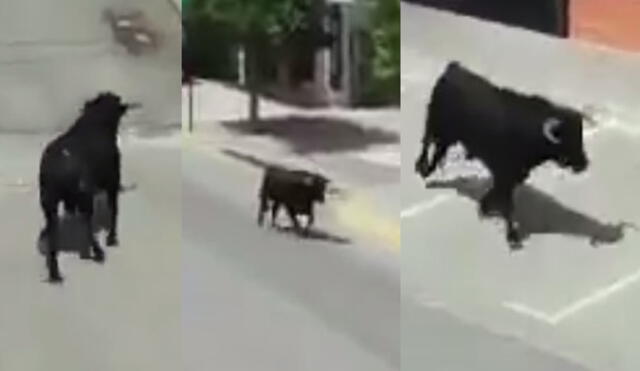 Twitter: toro se escapa y mujer graba el hecho mientras tenía sexo, según usuarios [VIDEO]