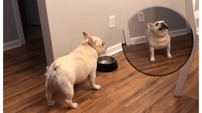 Dueña obliga a su perro a hacer dieta y el can tiene inesperada reacción [VIDEO]