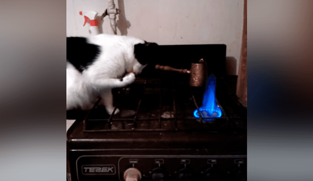 Travieso gato quema su pata en el fuego y tiene terrorífica reacción que asombró al mundo [VIDEO]