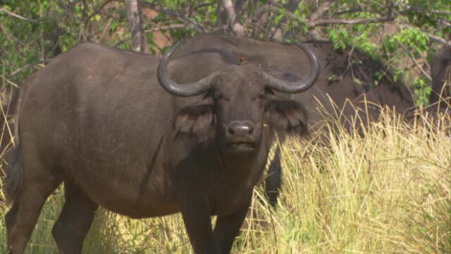 Zimbabue autoriza caza de búfalo con arco y flecha para 'atraer gente'