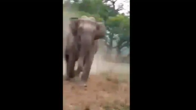 Turistas huyen de furioso elefante